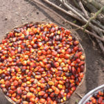 Palm_oil_production_in_Jukwa_Village,_Ghana-09