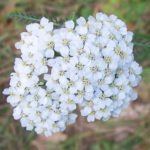Yarrow_(Achillea_millefolium)_flowers