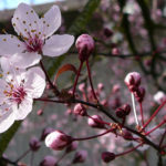 cherry-tree-flowers
