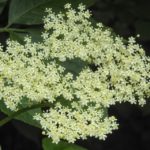 elderberry-flower-1451918_960_720