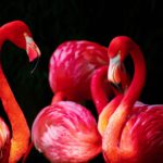 flamingo-676954_1920