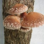 fungus-448501_1280