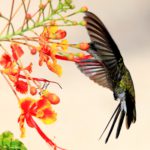 hummingbird-1858416_1920