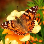painted-lady-butterfly-55995_1280