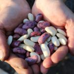 runner-beans-1835646_1920