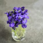 violets-1613916_1920