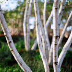 Stand_of_birch_trees