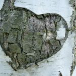 Tree Heart Birch Promise Old Love Bark