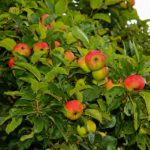 apple-tree-1593216_960_720