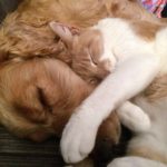 cat-and-dog-775116_1920