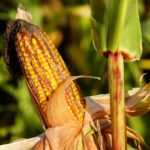 corn-on-the-cob-1690387_1920