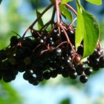 black-elderberry-9916_1920