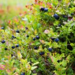 blueberries-1648595_1920