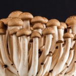 mushroom-389421_1920
