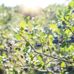 blueberries-1576403_1280