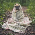pug_dog_pet_animal_puppy_cute_wrapped_blanket-718747
