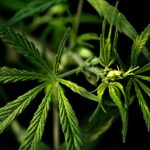 weed-3545217_1280